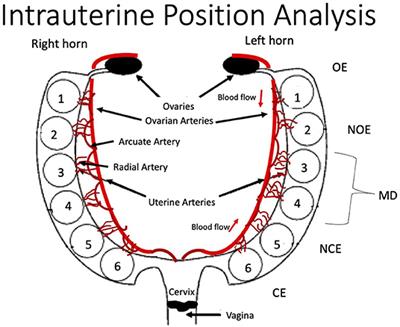 Considering Intrauterine Location in a Model of Fetal Growth Restriction After Maternal Titanium Dioxide Nanoparticle Inhalation